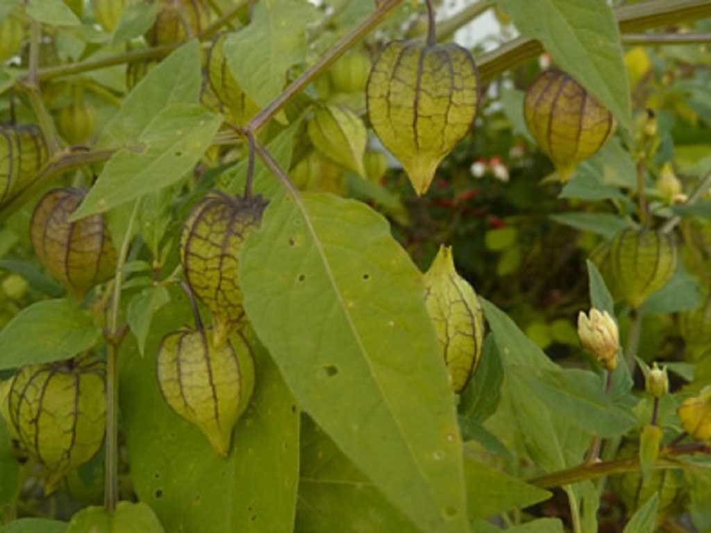 Goldenberry - Physalis peruviana - Perma Farms