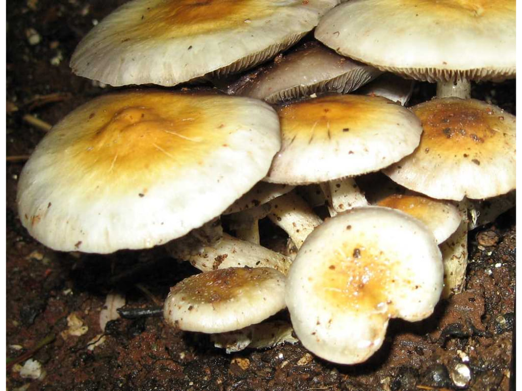 Psilocybin Mushroom - Psilocybin spp.