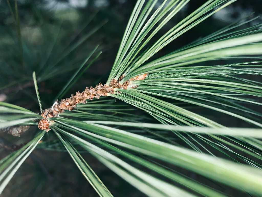 Eastern White Pine - Pinus strobus