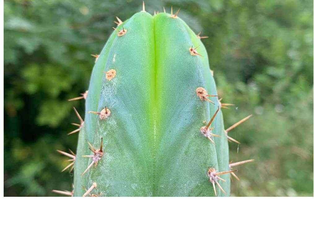 San Pedro Cactus - Trichocereus pachanoi