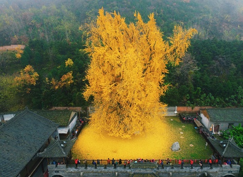 Gingko