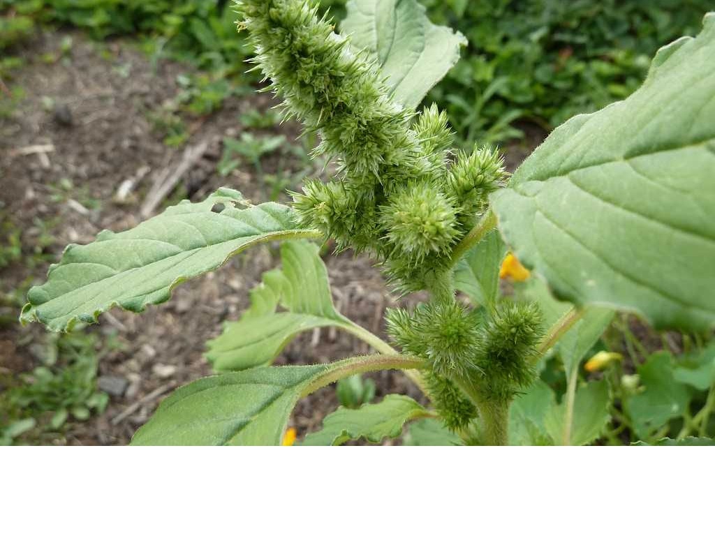 Amaranth - Amaranthus spp.