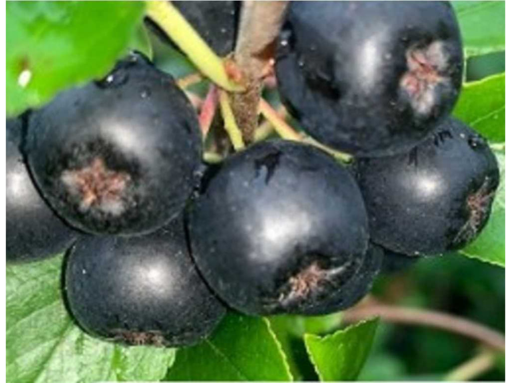 Aronia - Aronia spp.