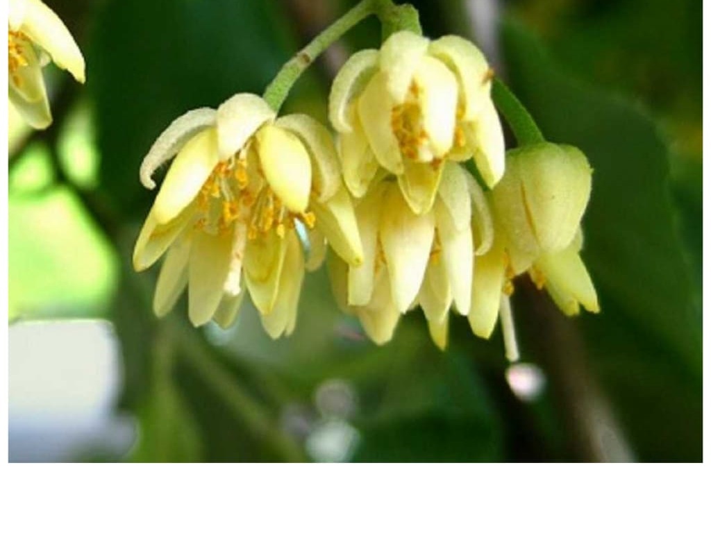 American Basswood - Tilia americana