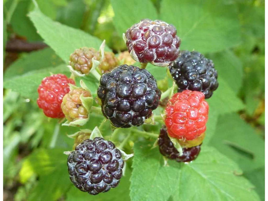 Black Raspberry - Rubus occidentalis
