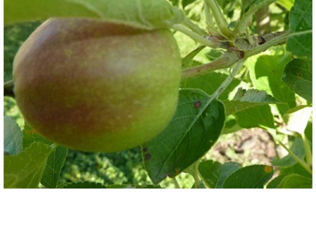 Wild Apple - Malus spp.