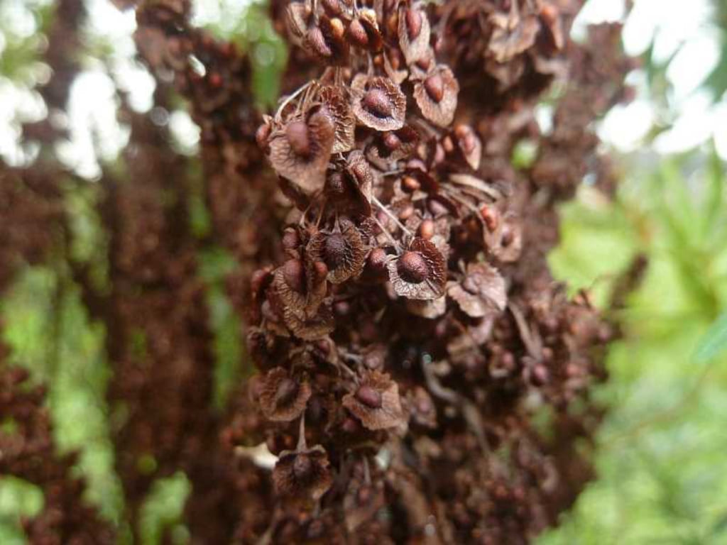 Curly Dock - Rumex crispus