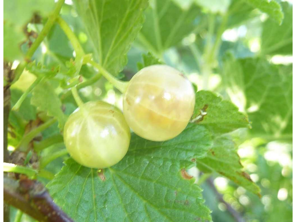 Currant - Ribes spp.