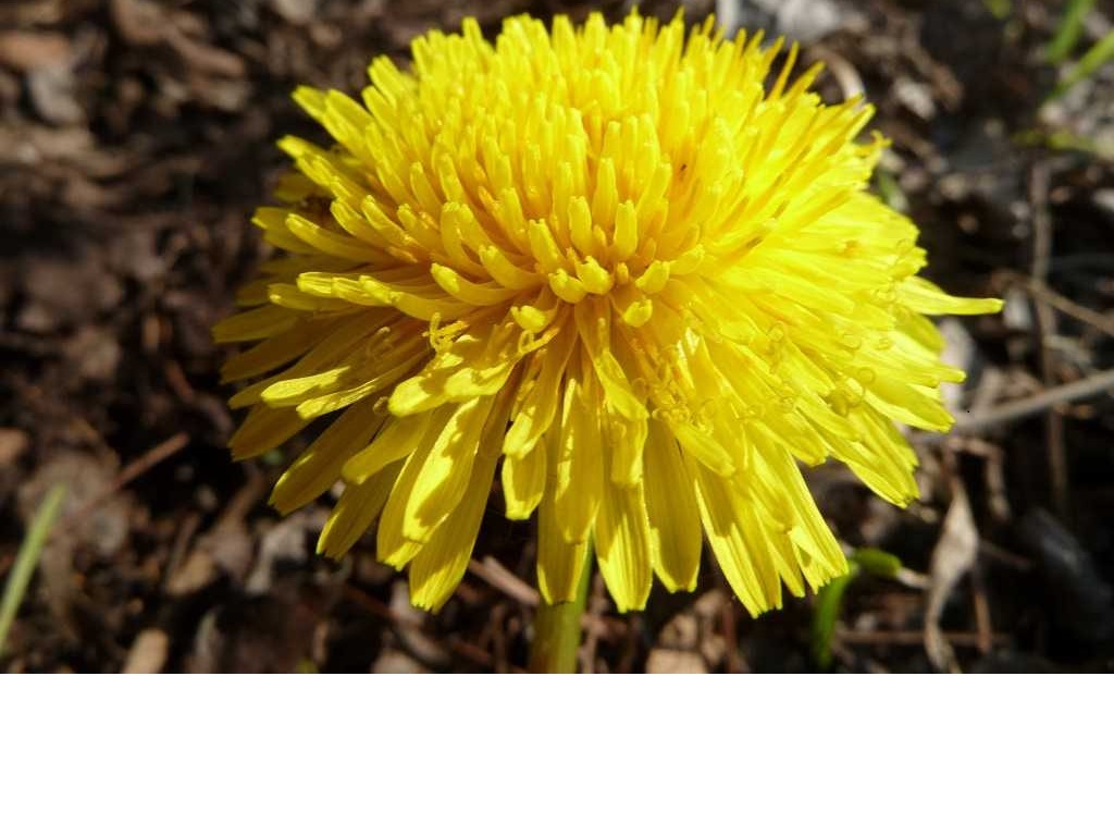 Dandelion - Taraxacum officiniale
