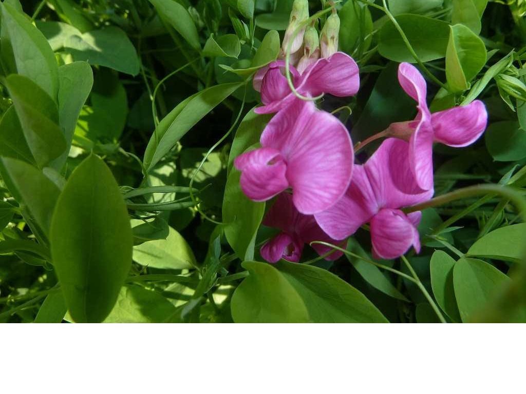Earth Pea - Lathyrus tuberosus