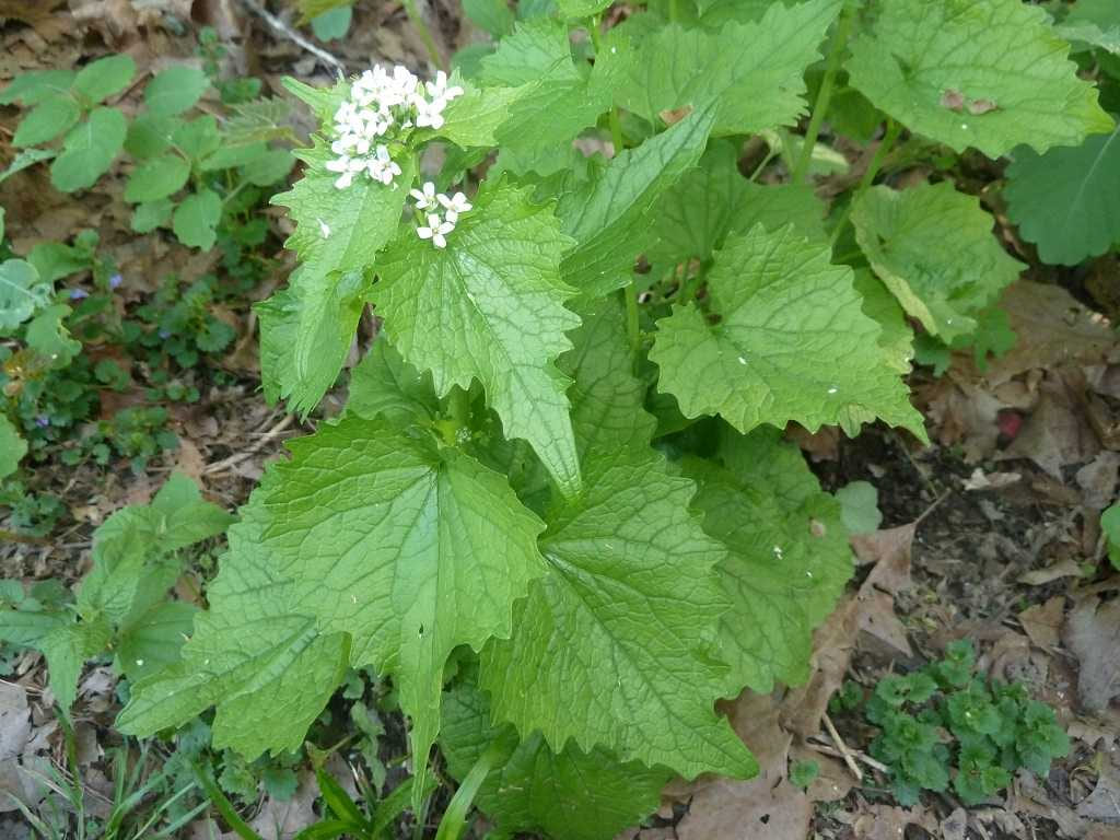 Garlic Mustard - Alliaria petiolata
