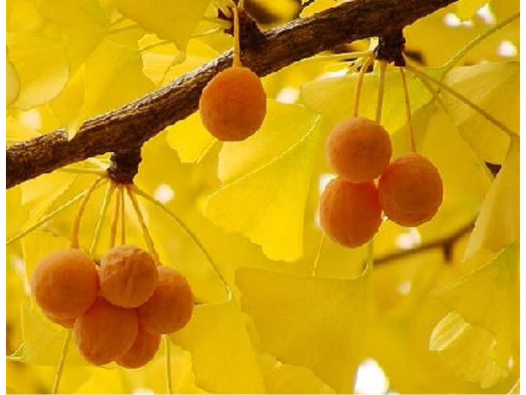 Ginkgo - Ginkgo biloba