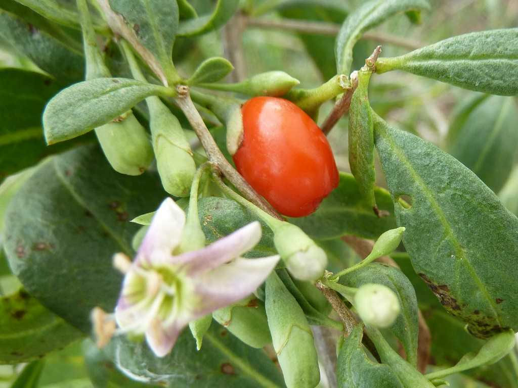 Goji - Lycium barbarum