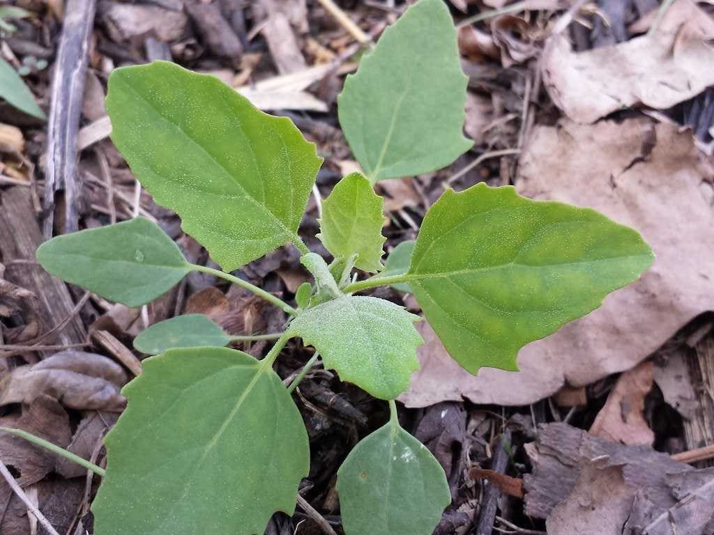 Lamb's Quarter - Chenopodium album