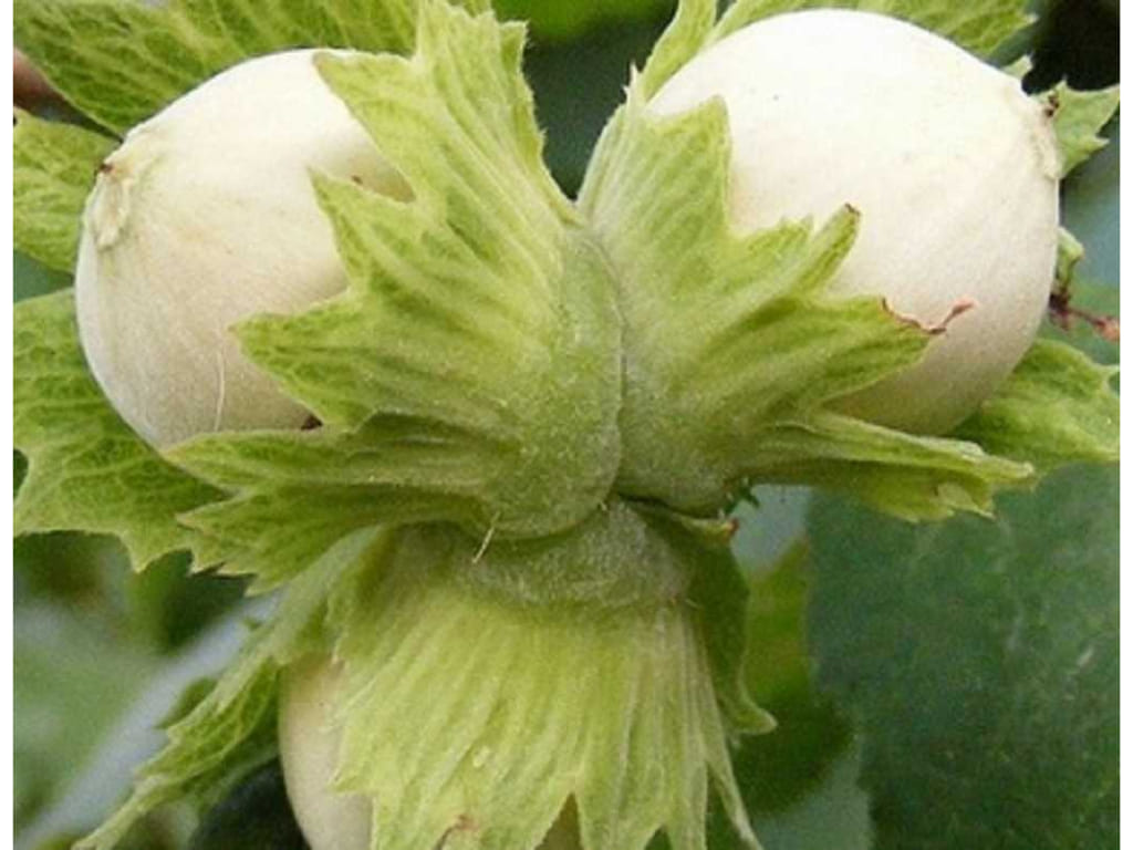 Hazelnut - Corylus americana