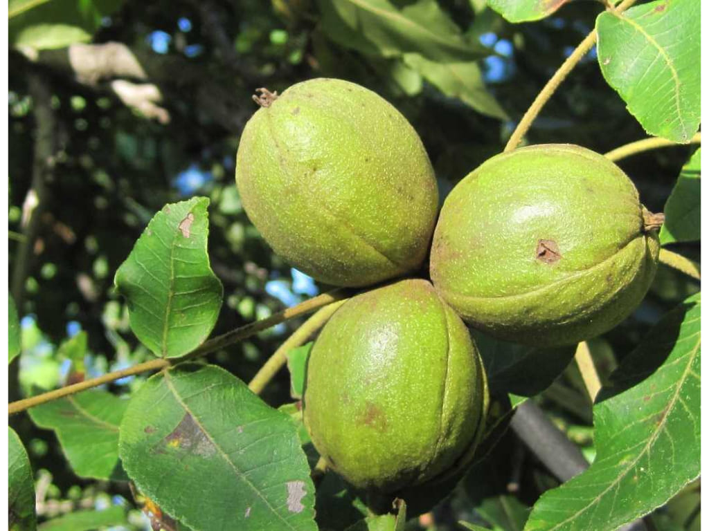 Hickory - Carya ovata