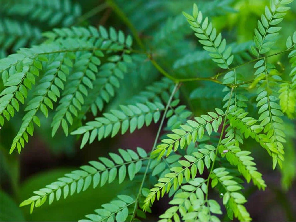 Honey Locust - Gleditsia triacanthos