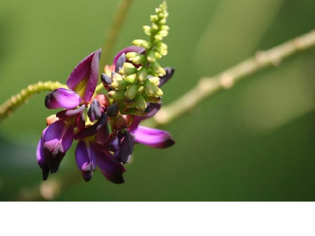 Kudzu - Pueraria lobata