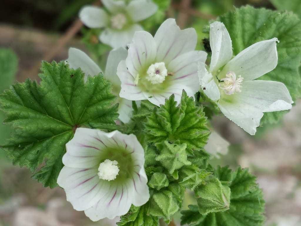 Mallow - Malva neglecta