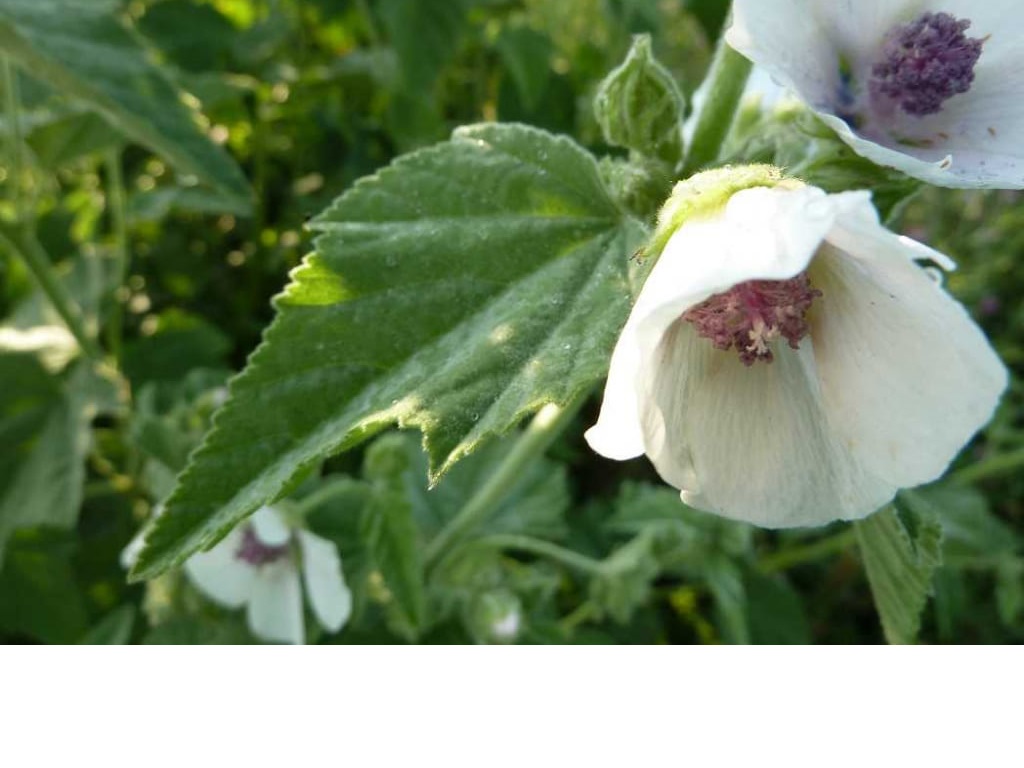 Marsh Mallow - Althaea officinalis