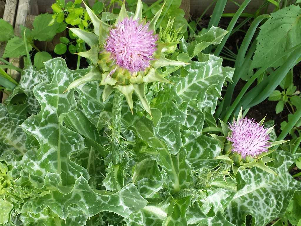 Milk Thistle - Silybum marianum