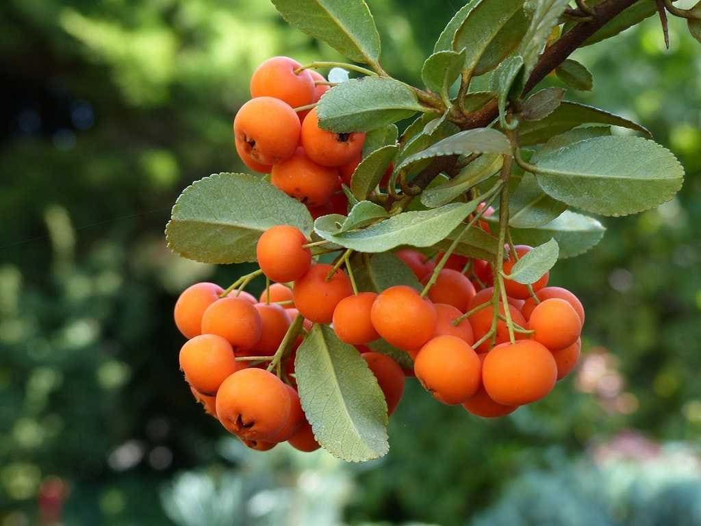 Mountain Ash - Sorbus americana