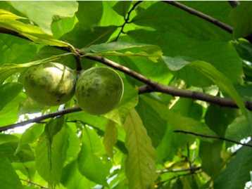 Paw Paw