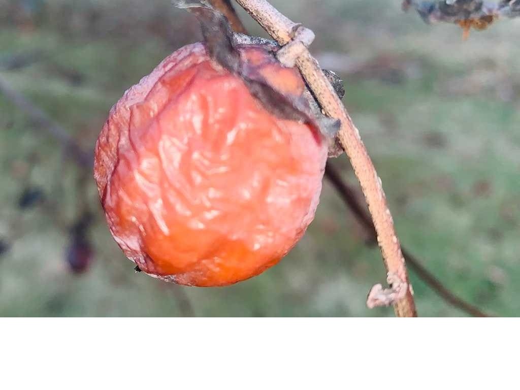Persimmon - Diospyros virginiana