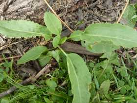 Plantain - Plantago spp.