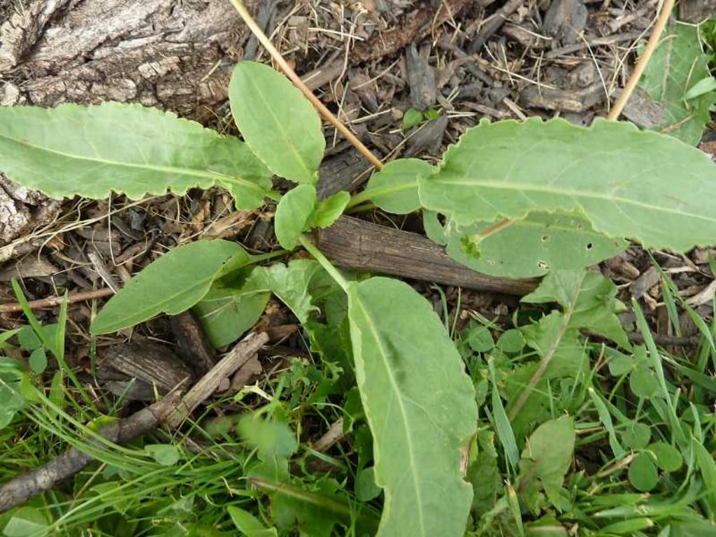 Plantain - Plantago spp.