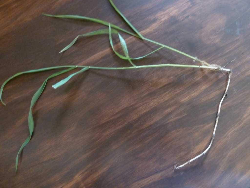 Quackgrass - Elymus repens