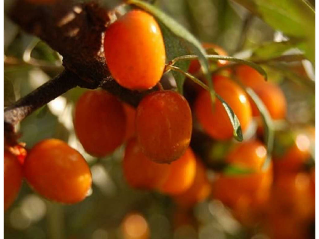 Sea Berry - Hippophae rhamnoides