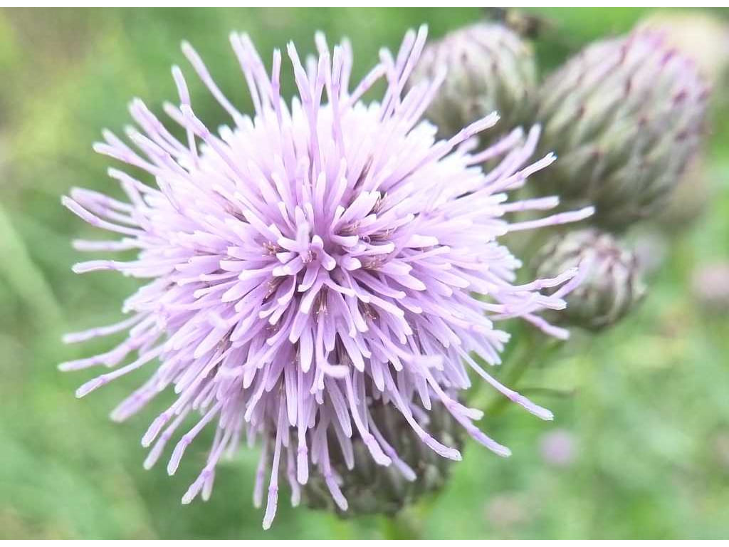 Canadian Thistle - Cirsium arvense