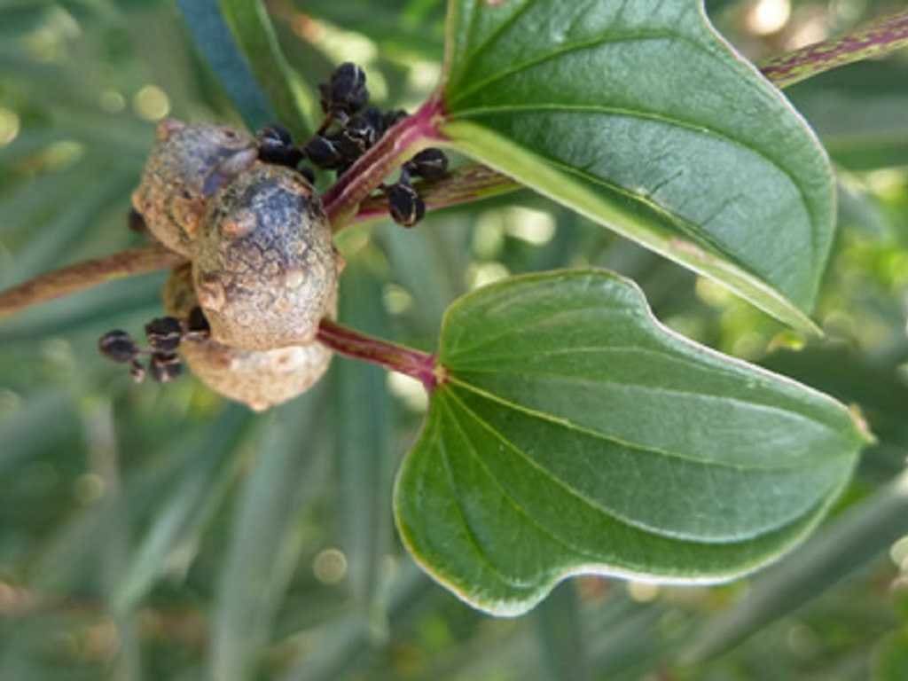 Yam - Dioscorea batatas
